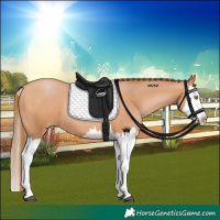 Horse Color:Bay Pearl Splash