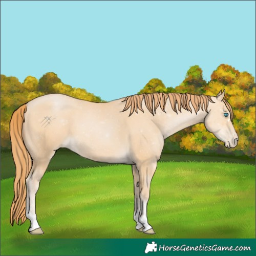 Horse Color:Buckskin Pearl 