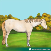 Horse Color:Buckskin Pearl 