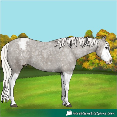 Horse Color:Silver Smoky Black Ice Splash Appaloosa 