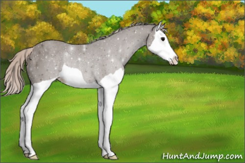 Horse Color:Silver Black Splash Rabicano 