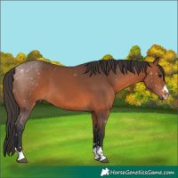 Horse Color:Bay 