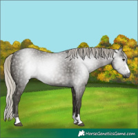 Horse Color:Gray Silver Smoky Black 