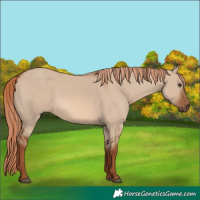 Horse Color:Red Dun