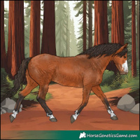 Horse Color:Bay 