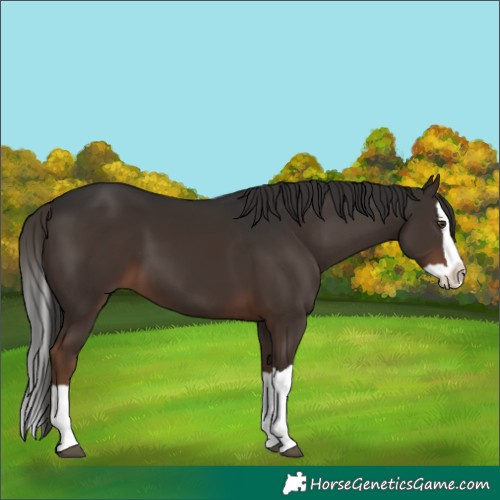 Horse Color:Liver Chestnut Splash 
