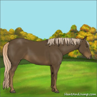Horse Color:Chocolate Palomino