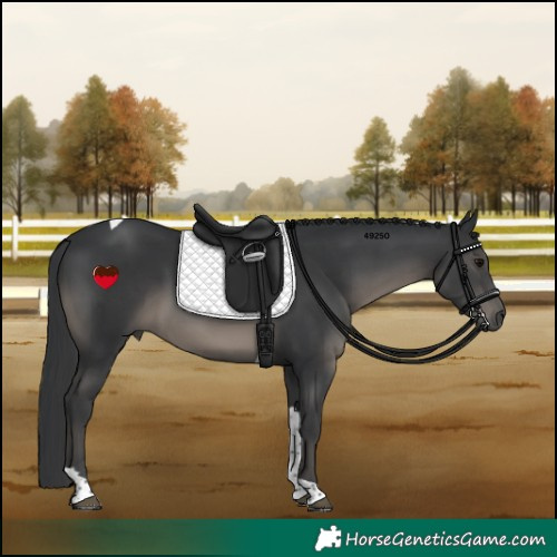 Horse Color:Black Tobiano Rabicano 