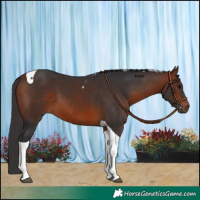 Horse Color:Bay Tobiano 