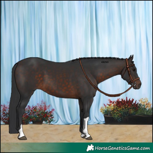 Horse Color:Brown Tobiano 