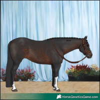 Horse Color:Brown Tobiano 