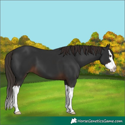 Horse Color:Liver Chestnut Splash 