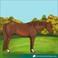 Horse Color:Chestnut 