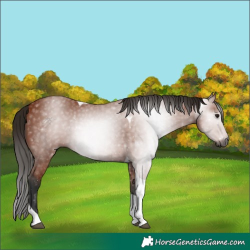Horse Color:Gray Bay Tobiano 