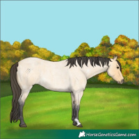 Horse Color:Buckskin Roan 
