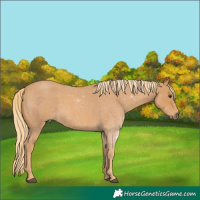 Horse Color:Red Roan 