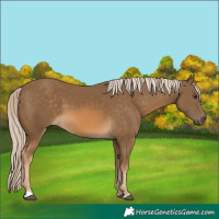 Horse Color:Chocolate Palomino 
