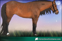 Horse Color:Bay 