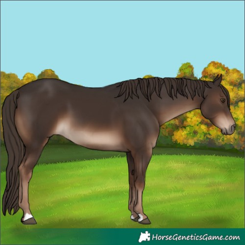 Horse Color:Liver Chestnut 
