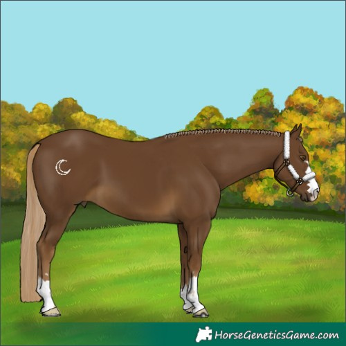 Horse Color:Chocolate Palomino 