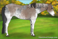 Horse Color:White Spotted Blue Roan Rabicano  and White Spotted Silver Blue Roan Rabicano 
