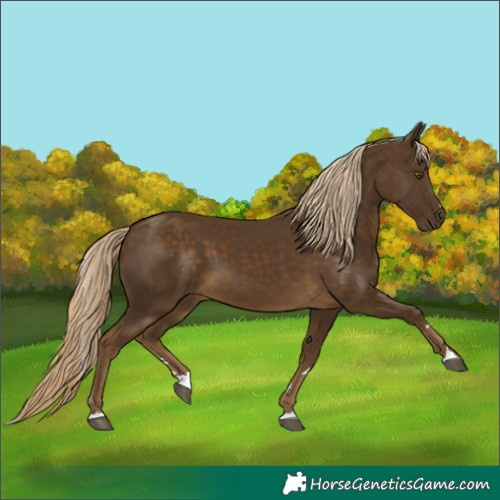 Horse Color:Chocolate Palomino 