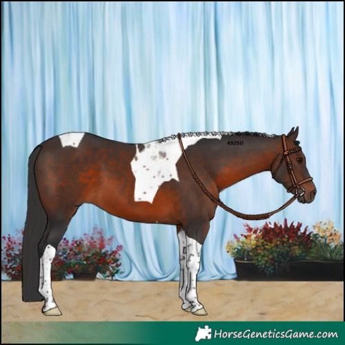 Horse Color:Brown Tobiano