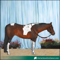Horse Color:Brown Tobiano 