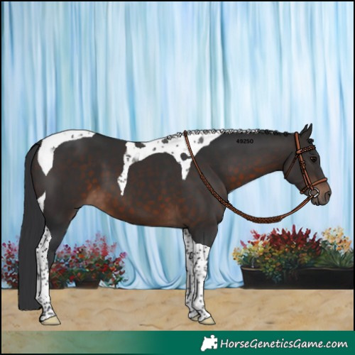 Horse Color:Brown Tobiano 
