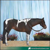 Horse Color:Brown Tobiano 