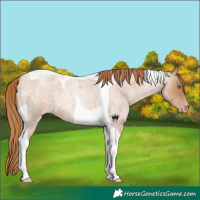 Horse Color:Red Roan Pearl Tobiano 