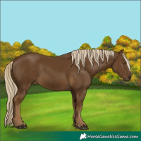 Horse Color:Chocolate Palomino 