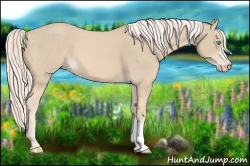 Horse Color:Cremello 