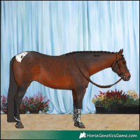 Horse Color:Bay Tobiano 