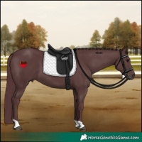 Horse Color:Chocolate Black 
