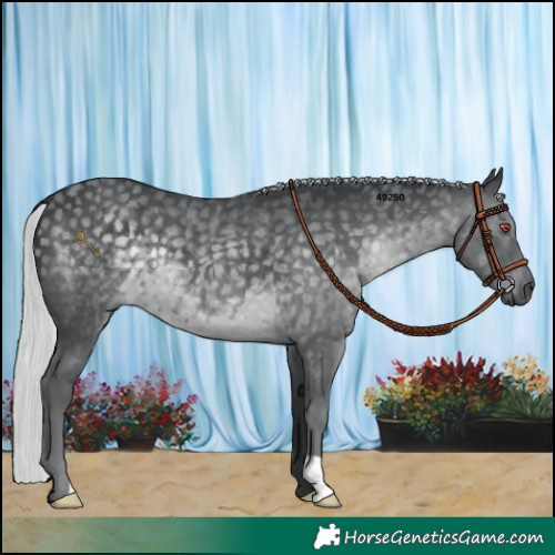 Horse Color:Silver Black Chinchilla 