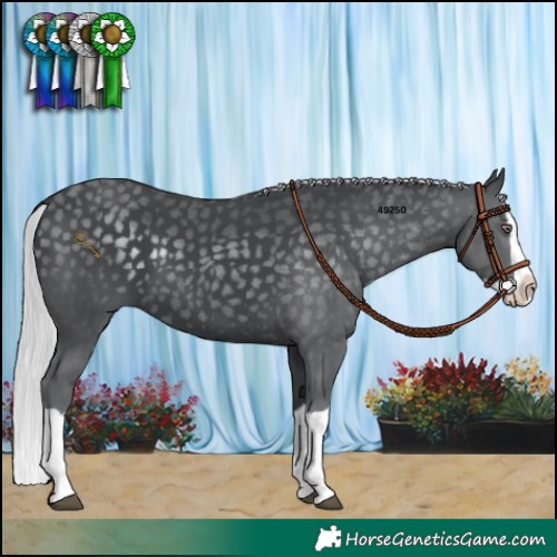 Horse Color:Silver Black Chinchilla Splash 