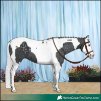 Horse Color:Silver Black Chinchilla Splash Tobiano 