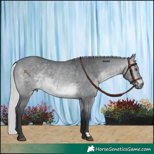 Horse Color:Silver Brown Chinchilla 