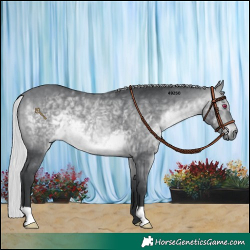 Horse Color:Silver Brown Chinchilla 