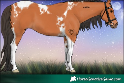 Horse Color:Bay Tobiano 