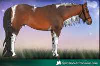 Horse Color:Bay Tobiano 