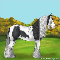Horse Color:Black Splash Tobiano Appaloosa 