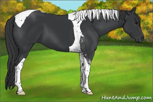 Horse Color:Black Tobiano