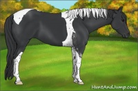 Horse Color:Black Tobiano 