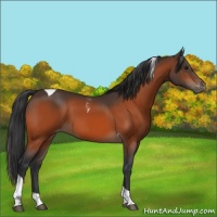 Horse Color:Brown Tobiano Appaloosa 