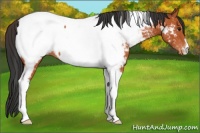 Horse Color:Bay Tobiano Near Fewspot 