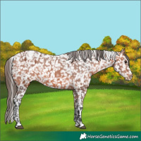 Horse Color:Bay Appaloosa