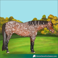 Horse Color:Bay Roan Appaloosa