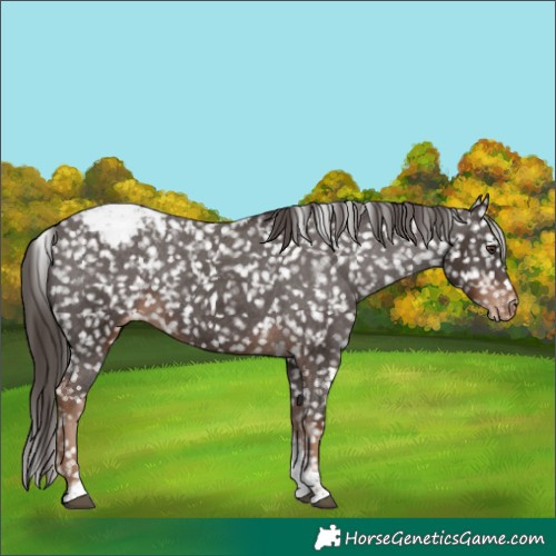 Horse Color:Liver Chestnut Tobiano Snowflake Varnish
